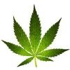 Cannabis and Marijuana – Pardons and Record Suspensions